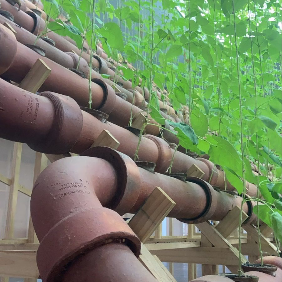 Detalhe dos canos de cerâmica com as plantas